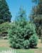 Pinus wallichiana