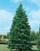 Sequoiadendron giganteum