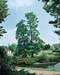 Taxodium distichum