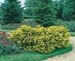 Taxus baccata ´Dovastonii Aurea´