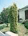 Taxus baccata ´Fastigiata Aurea´