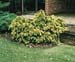 Taxus baccata ´Repandens Aurea´