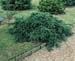Taxus baccata ´Repandens´