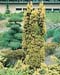 Taxus baccata ´Standishii´