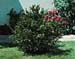 Taxus baccata