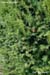 Taxus%20baccata