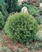 Thuja occidentalis ´Danica´