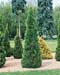 Thuja occidentalis ´Emeraude´