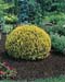 Thuja occidentalis ´Golden Globe´