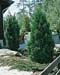 Thuja occidentalis ´Pyramidalis Compacta´