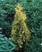 Thuja occidentalis ´Sunkist´