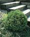 Thuja occidentalis ´Tiny Tim´
