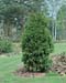 Thuja occidentalis