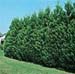 Thuja plicata ´Atrovirens´