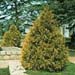 Thuja plicata ´Zebrina´