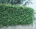 Thuja plicata
