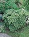 Tsuga canadensis ´Jeddeloh´