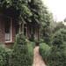 buxus 2
