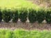 buxus_sempivirens_hedge_JPG
