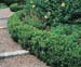 buxus_suffruticosa_large