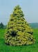 chamaecyparis lawsoniana