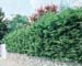 cupressocyparis leylandii