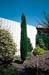 cupressus sempervirens ´totem´