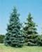 sm_abies concolor
