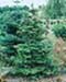sm_abies koreana