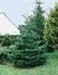 sm_abies nordmanniana