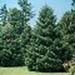 sm_abies pinsapo