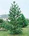 sm_araucaria araucana