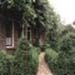 sm_buxus 2