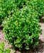 sm_buxus