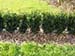 sm_buxus_sempivirens_hedge_jpg