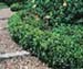 sm_buxus_suffruticosa_large