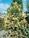 sm_calocedrus decurrens ´aureovariegata´
