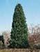 sm_calocedrus decurrens