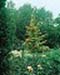 sm_cedrus atlantica ´aurea´