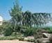 sm_cedrus atlantica ´glauca pendula´