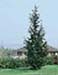 sm_cedrus atlantica ´pyramidalis´