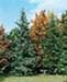 sm_cedrus atlantica