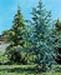 sm_cedrus deodara ´aurea´
