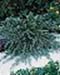 sm_cedrus deodara ´feeling blue´