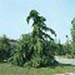 sm_cedrus deodara ´pendula´