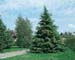 sm_cedrus deodara