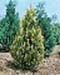 sm_chamaecyparis lawsoniana ´alumii gold´