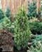 sm_chamaecyparis lawsoniana ´ellwood´s gold´