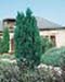 sm_chamaecyparis lawsoniana ´ellwoodii´