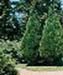 sm_chamaecyparis lawsoniana ´erecta viridis´